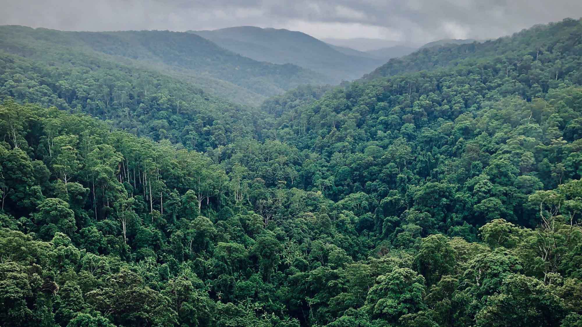 Aerial view of a rainforest on a misty day